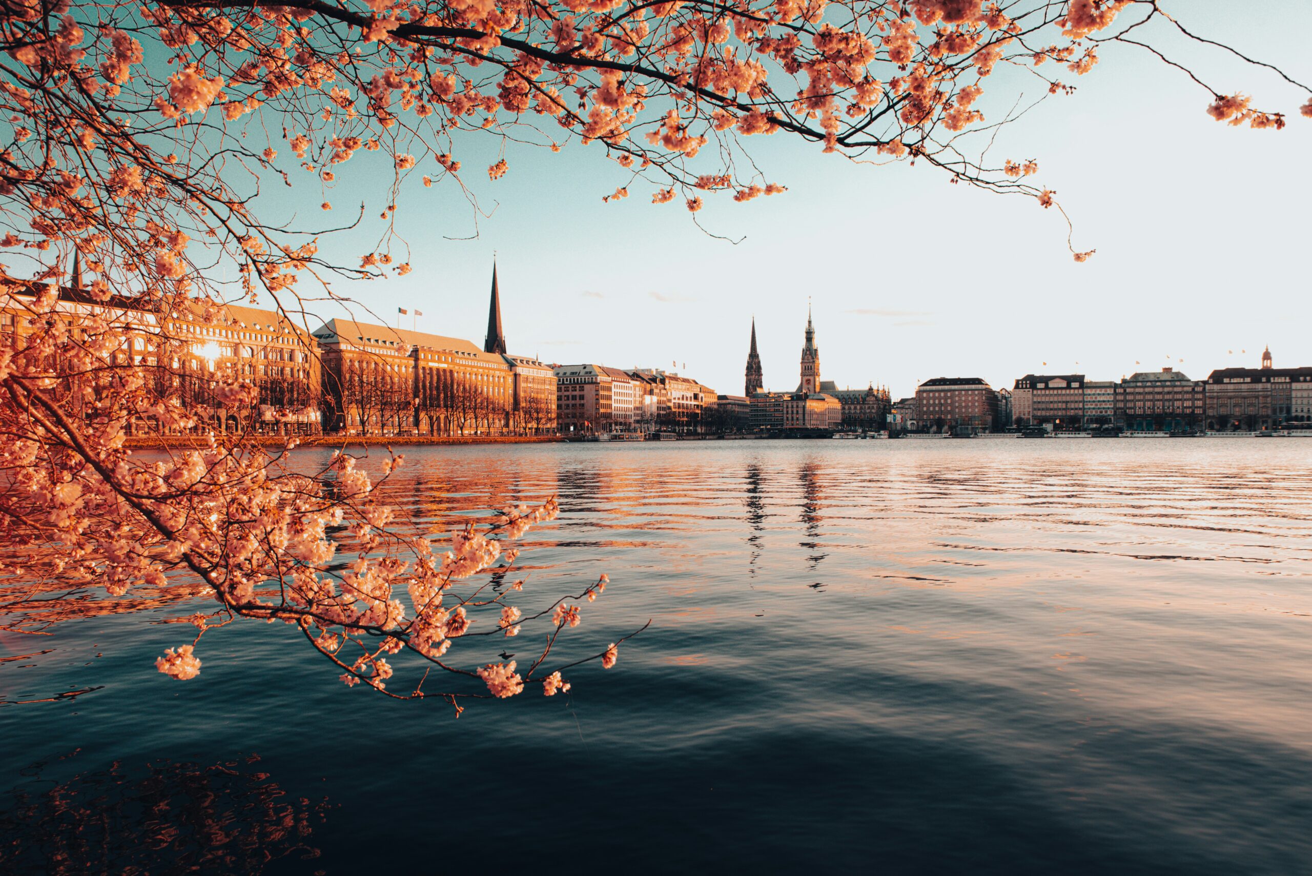 Binnenalster in Hamburg mit Kirchtürmen und blühenden Zweigen